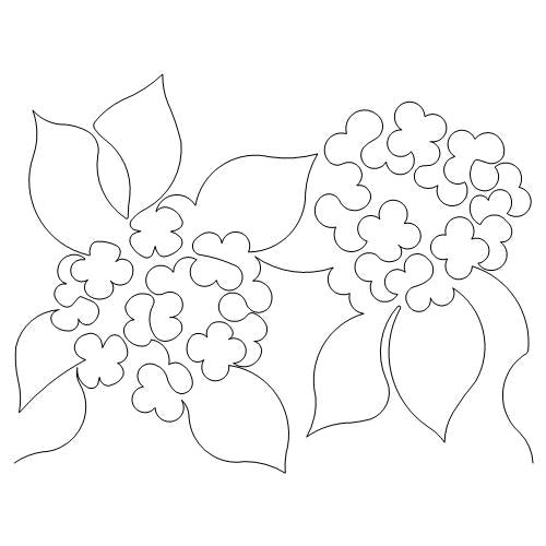 Hydrangea     (AB)